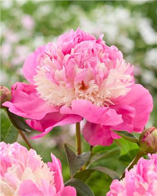 Paeonia lactiflora Shes my Star bare roots | Buy peonies online at Farmer Gracy UK