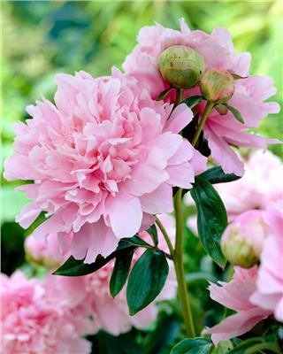 Paeonia Dinner Plate bare roots | Buy pink peonies online at Farmer Gracy UK