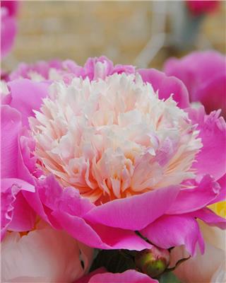 Paeonia Bowl of Beauty bare roots | Buy online at Farmer Gracy UK