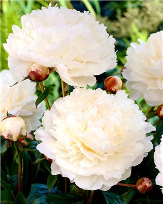 Paeonia lactiflora Bowl of Cream bare roots | Buy creamy white peonies online at Farmer Gracy UK