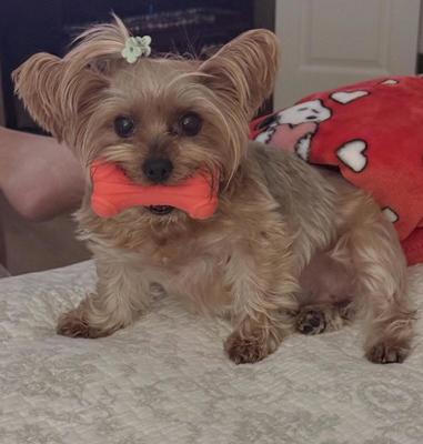 HARTZ Dura Play Bone Squeaky Latex Dog Toy, Color Varies, Small - Chewy.com