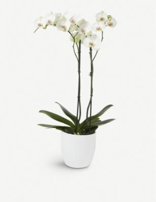 MOYSES STEVENS - White orchid 17cm | Selfridges.com