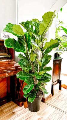 Giant Fiddle Leaf Fig - 1.5m XL Statement Indoor Tree