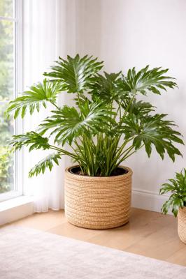 XL Philodendron Selloum - Lush, Easy-Care Indoor Plant