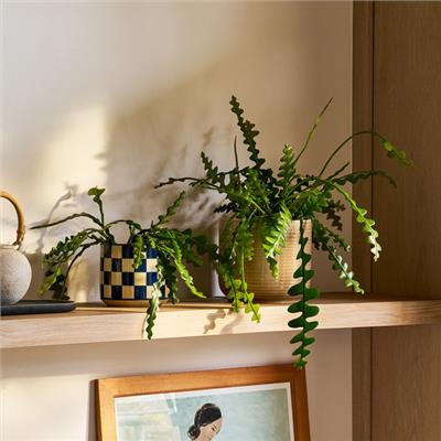 Fishbone Cactus | Epiphyllum Anguliger | Indoor House Plant | Patch