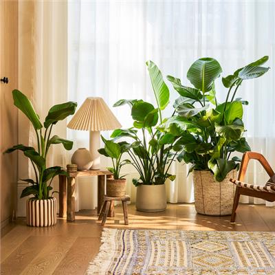 Strelitzia Nicolai | Wild Banana Plant | Indoor Plant Delivered