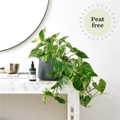 Marble Queen pothos | Epipremnum pinnatum ‘Marble Queen’ | Indoor Plant Delivered | Patch