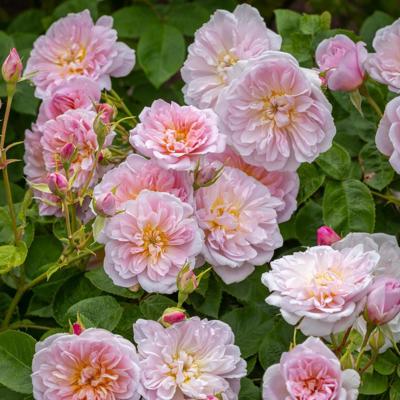 Elizabeth (Ausmajesty) | English Shrub Rose | David Austin Roses