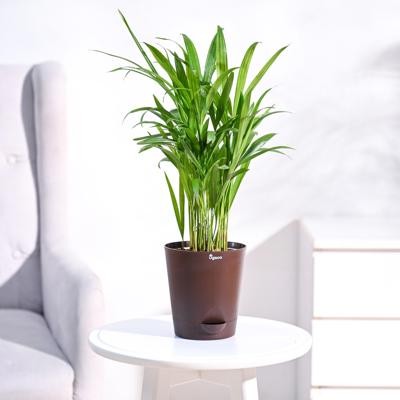 Buy Areca Palm Plant | Top-Rated Indoor Plant | Ugaoo