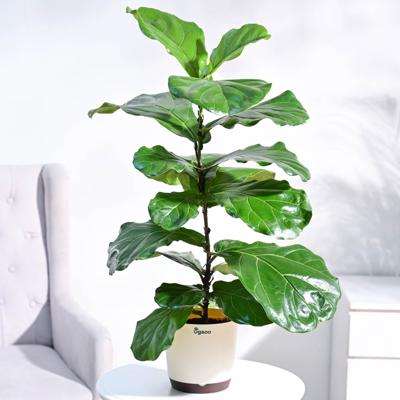 Fiddle Leaf Fig Plant | Indoor Plant for Home Decor – Ugaoo