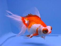 Goldfish - Demekin 8-11cm – Coastal Pets