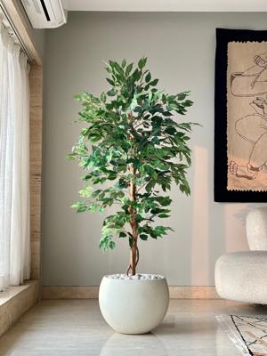 Artificial Weeping Ficus Plant - 5 Feet – Mason Home