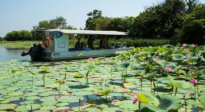 Wetland Wildlife Cruise with Lunch - 2.5 Hours