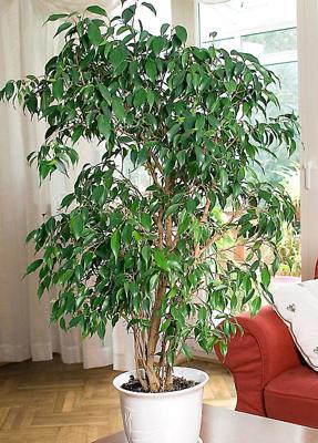 Ficus Benjamina Exotica ’Weeping Fig’ Houseplant | Freemans