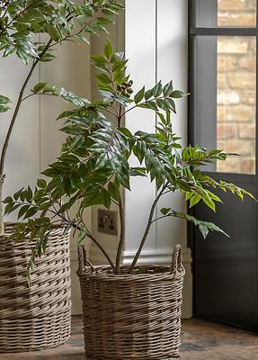 Chic Living Potted Chinese White Olive Tree 3ft | Freemans