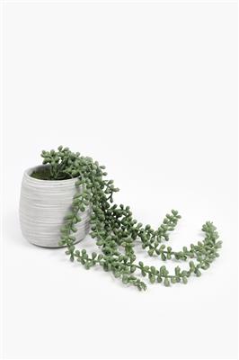 Donkey Tail In Scratch Pot, 63x10cm