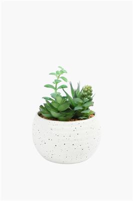 Agave In Speckle Pot, 12.5x15.5cm
