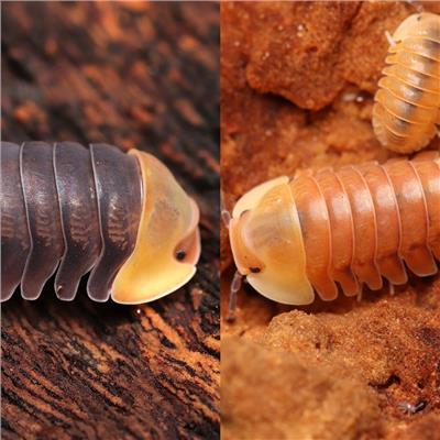 Rubber Ducky Mix - CrawlMart