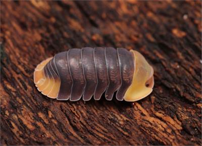 Cubaris sp. Rubber Ducky Isopods For Sale - CrawlMart