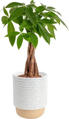Amazon.com : Costa Farms Money Tree Live Plant in Decorative Pot, Air Purifying, Braided Indoor Houseplant, Perfect for Home, Room, or Office Decor, G