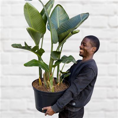 Wild Banana - Shop the Tropical Jungle Look