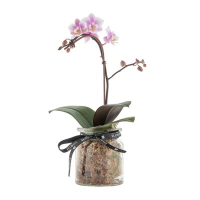 Micro Orchid in Glass | Woolworths.co.za