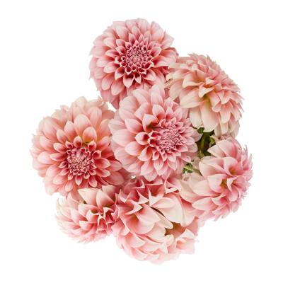 Speciality Dahlias | Woolworths.co.za