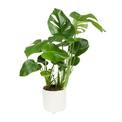 Monstera in Pot | Woolworths.co.za