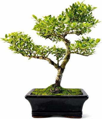 Ilex Crenata Bonsai Tree (5–7 Years Old) – Japanese Holly Indoor or Outdoor Bonsai – Beautiful Living Gift – Easy Care Bonsai in Decorative Pot : Amaz