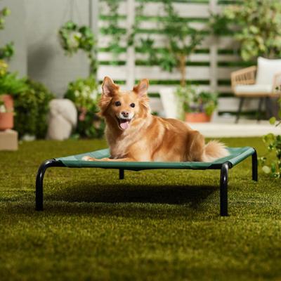 FRISCO Steel-Framed Elevated Dog Bed, Green, Medium - Chewy.com | Chewy Canada