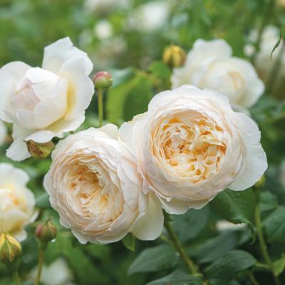 Claire Austin (Ausprior) | English Climbing Rose | David Austin Roses