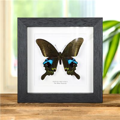 The Blue Peacock Butterfly In Box Frame (Papilio arcturus)