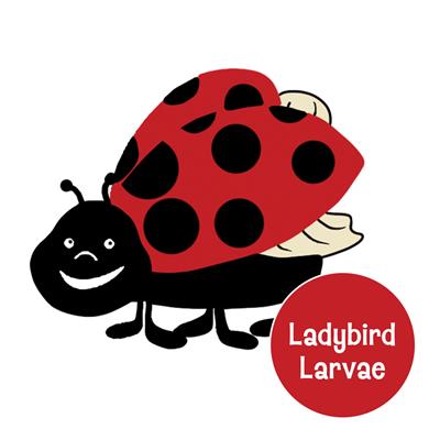 BugLand™ with Ladybird Larvae: Raise and Release Ladybirds! - Insect Lore Europe