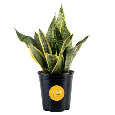 Costa Farms Growers Choice Sansevieria Indoor Snake Plant in 6 in. Grower Pot, Avg. Shipping Height 1-2 ft. Tall M-SAN-G-POT-01 - The Home Depot