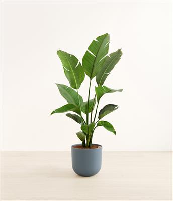 Huge Bird Of Paradise: Self-Watering Indoor Plant | easyplant