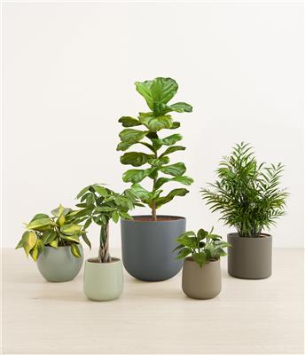 Favorable Five Plant Bundle | easyplant