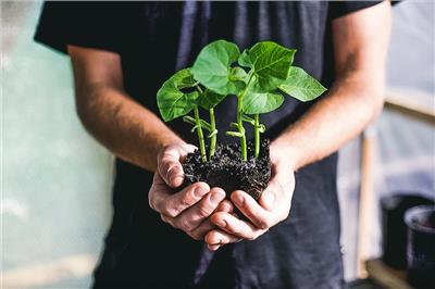 Veggie, Herb, Flower   Australian Native Seeds - Veggie & Flower Garden Seeds