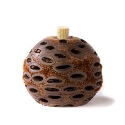 Banksia Aroma Pod Diffuser | Plastic-Free, Natural Home Fragrance - Go For Zero