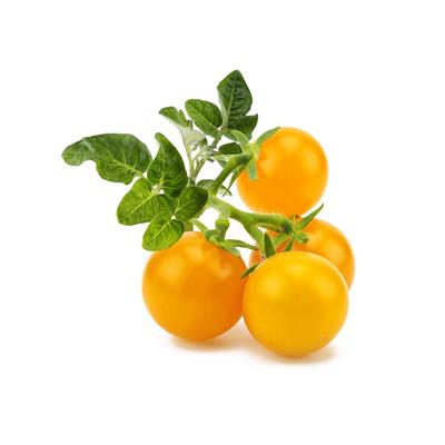 Yellow Mini Tomato Plant Pods