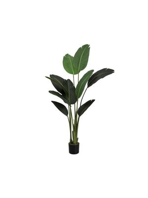 potted strelitzia in black plastic pot 155cm | Bash