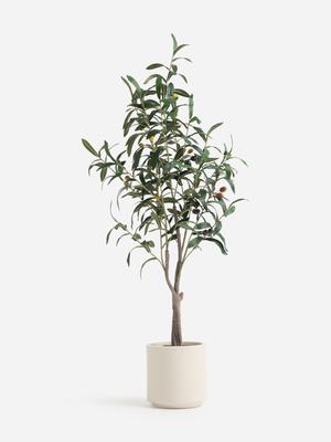 Jet Home 90cm Olive Tree in Cream Pot | Bash